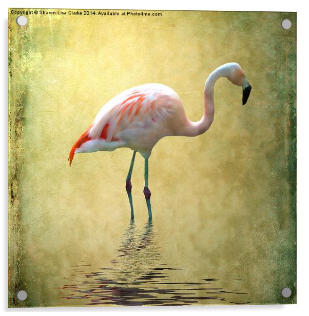 Flamingo Acrylic by Sharon Lisa Clarke