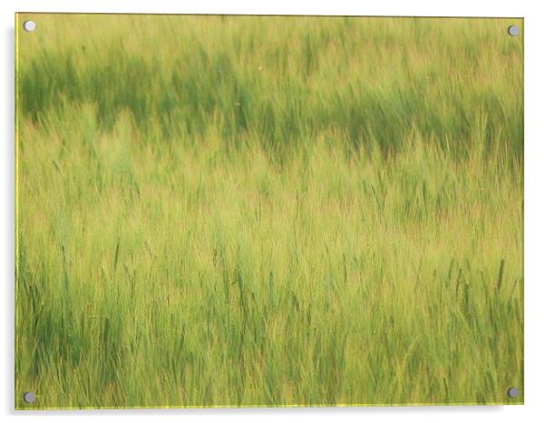 Barley 2 Acrylic by Jennifer Henderson