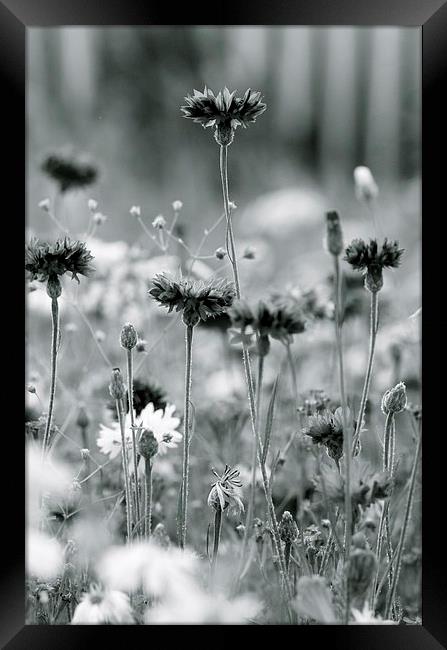 Cornflower in mono Framed Print by Maggie Railton