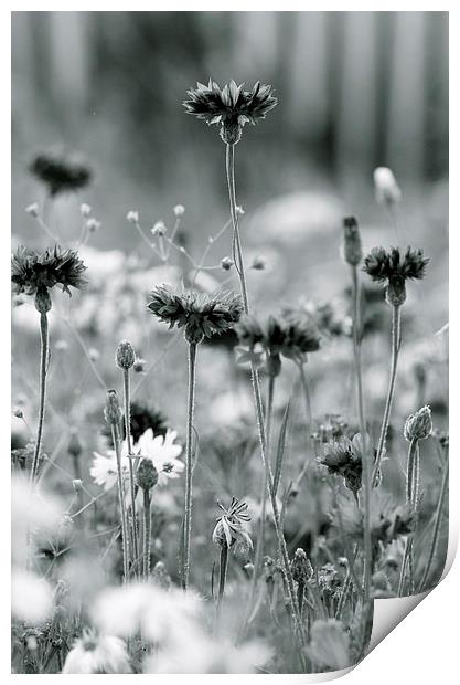 Cornflower in mono Print by Maggie Railton