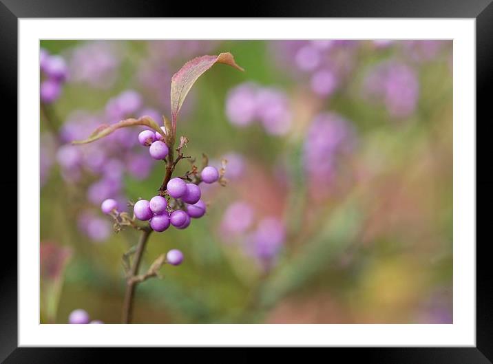 Japanese Beautyberry Framed Mounted Print by Maggie Railton
