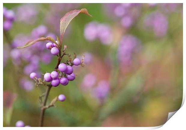 Japanese Beautyberry Print by Maggie Railton