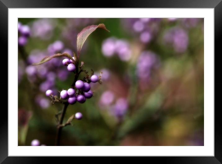 seeing purple at midnight Framed Mounted Print by Maggie Railton