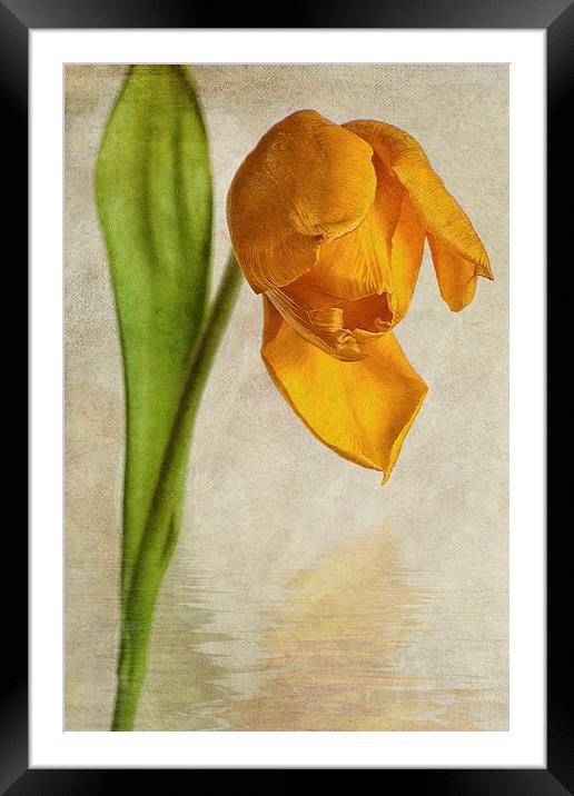 Textured Tulip Framed Mounted Print by John Edwards