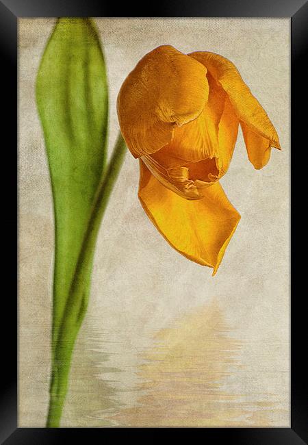 Textured Tulip Framed Print by John Edwards