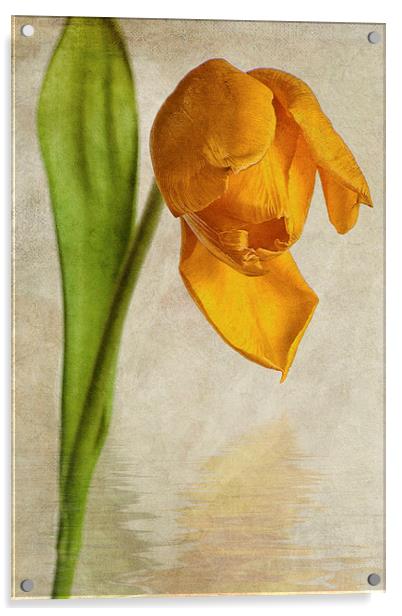 Textured Tulip Acrylic by John Edwards