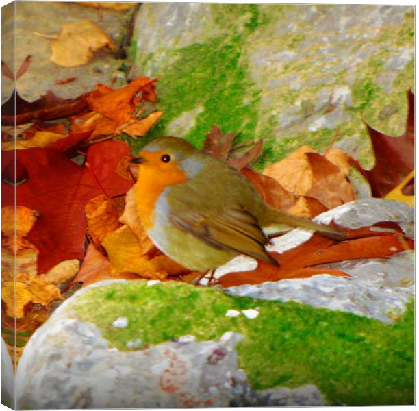 autumn robin Canvas Print by sue davies