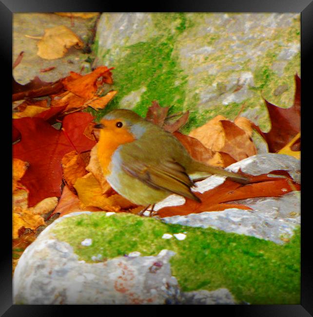 autumn robin Framed Print by sue davies