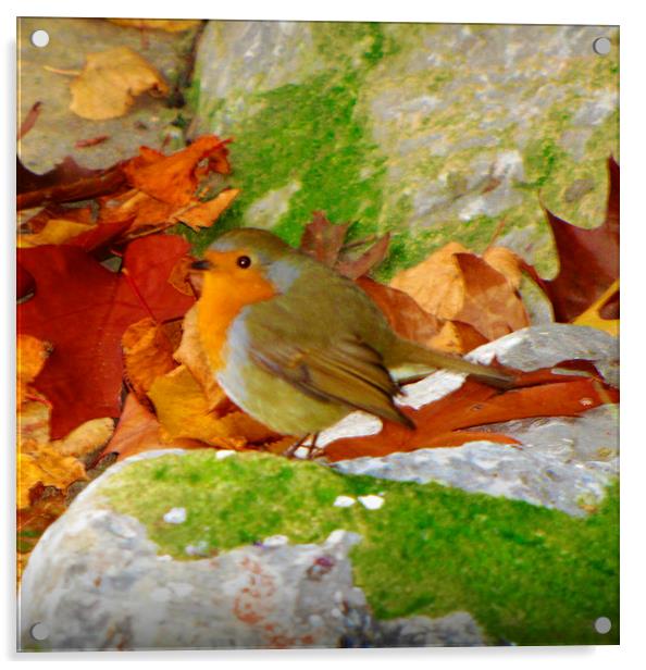 autumn robin Acrylic by sue davies