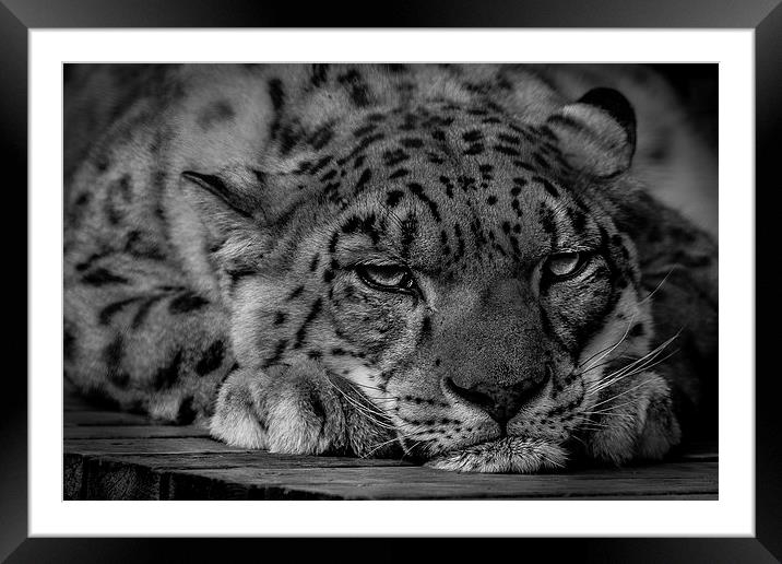 Snow Leopard - Not Getting Up. Framed Mounted Print by Celtic Origins