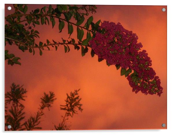 beautiful southern blossom Acrylic by Amy Osogwin