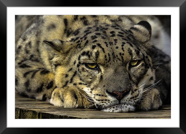 Snow Leopard - Not Getting Up. Framed Mounted Print by Celtic Origins