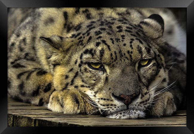 Snow Leopard - Not Getting Up. Framed Print by Celtic Origins