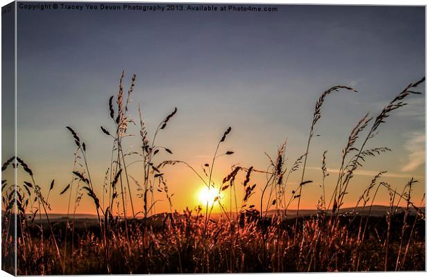 Sunset Grass Canvas Print by Tracey Yeo
