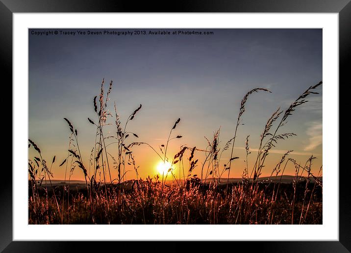 Sunset Grass Framed Mounted Print by Tracey Yeo