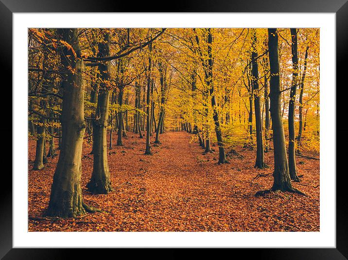 Dense Beech tree woodland in Autumn. Framed Mounted Print by Liam Grant