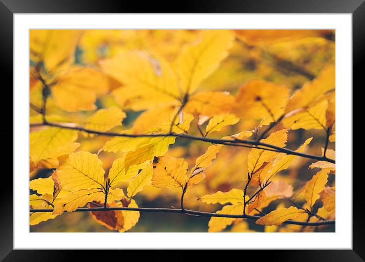 Detail of Beech tree leaves in autumn. Framed Mounted Print by Liam Grant