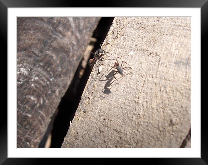 Ant conference Framed Mounted Print by Flavia Ferreira