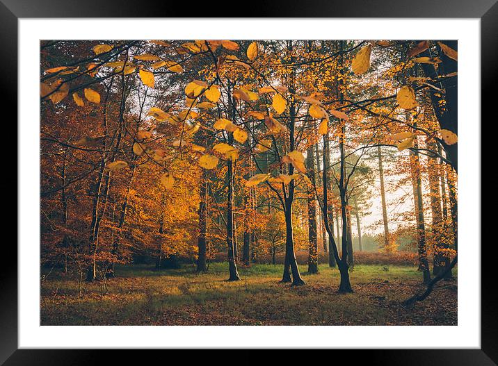 Sunlight through woodland of Autumnal Beech trees. Framed Mounted Print by Liam Grant