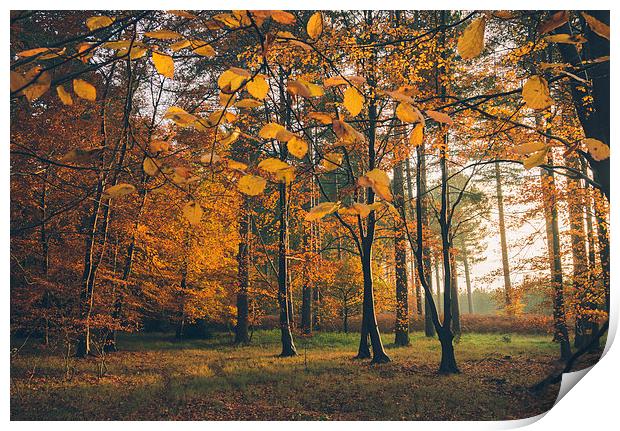 Sunlight through woodland of Autumnal Beech trees. Print by Liam Grant