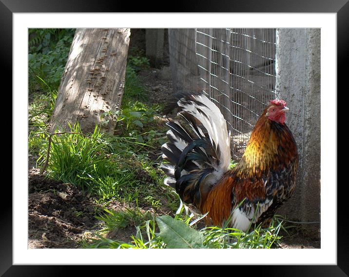 The owner of the poultry Framed Mounted Print by Flavia Ferreira