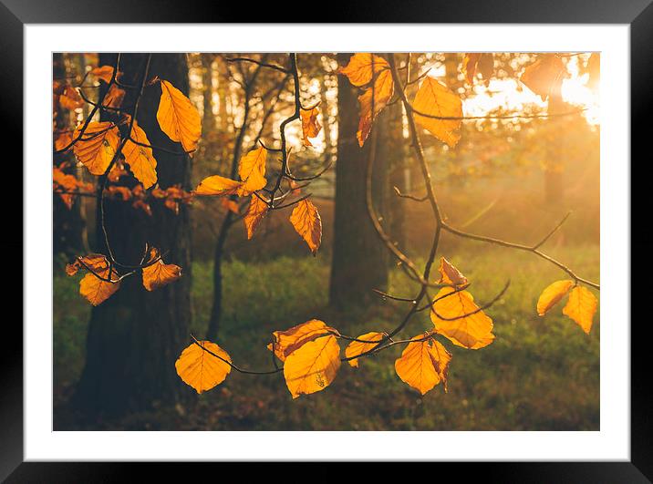 Detail of sunlight through autumnal beech tree lea Framed Mounted Print by Liam Grant