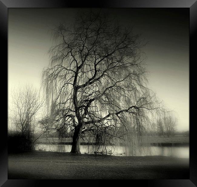 Weeping Willow Framed Print by Kate Towers