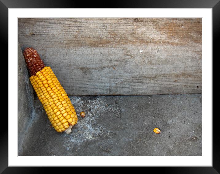 A corn spike Framed Mounted Print by Flavia Ferreira