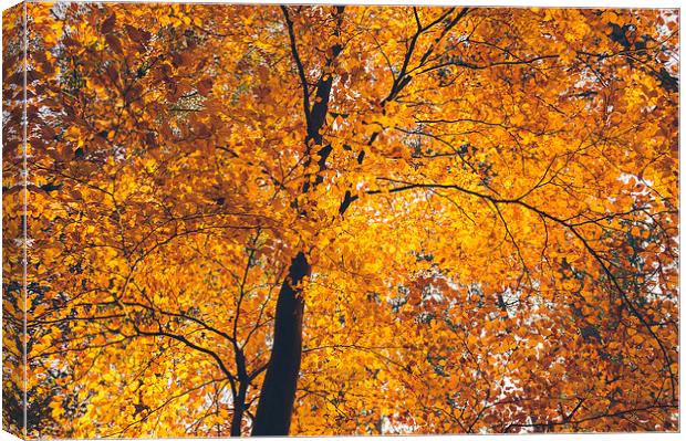 Sunlight through woodland of Autumnal Beech trees. Canvas Print by Liam Grant