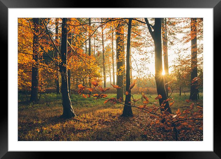 Sunlight through woodland of Autumnal Beech trees. Framed Mounted Print by Liam Grant