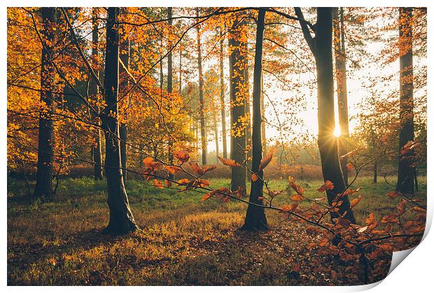 Sunlight through woodland of Autumnal Beech trees. Print by Liam Grant