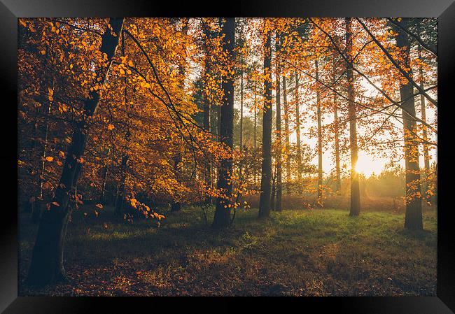 Sunlight through woodland of Autumnal Beech trees. Framed Print by Liam Grant