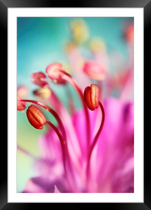 Geranium Candy Framed Mounted Print by Sharon Johnstone