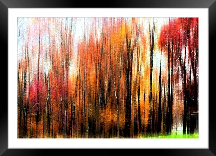 Abstract of Fall Trees Framed Mounted Print by Tom and Dawn Gari