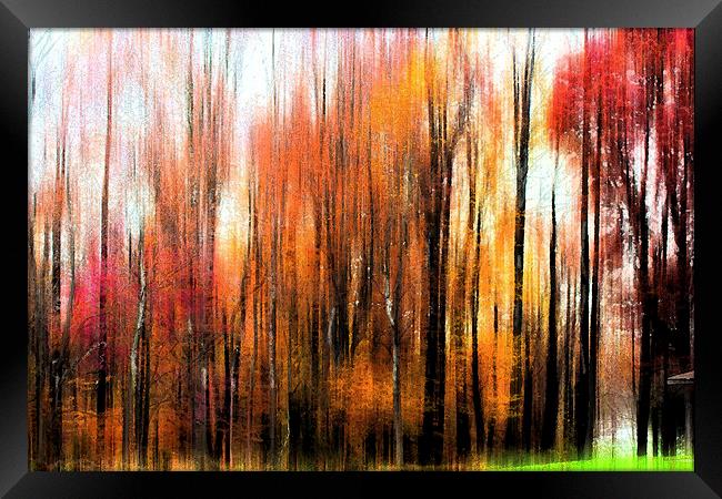 Abstract of Fall Trees Framed Print by Tom and Dawn Gari