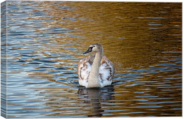 Young swan on golden pond Canvas Print by anna collins