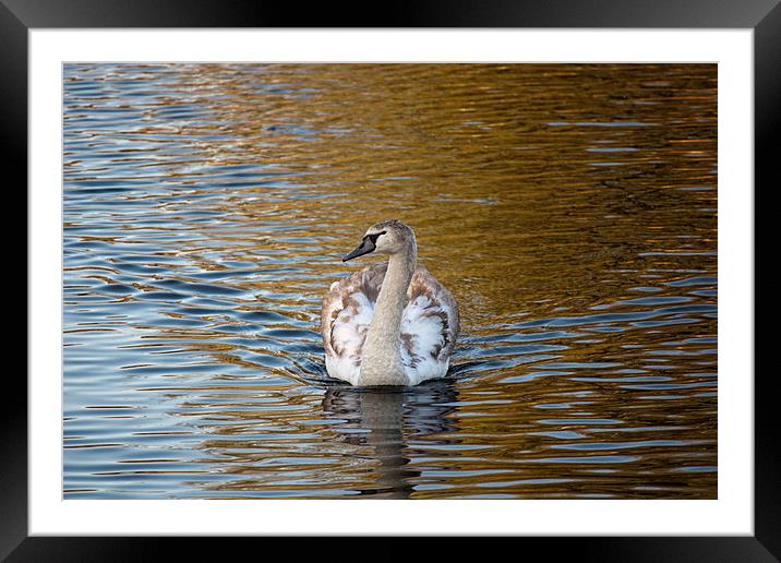 Young swan on golden pond Framed Mounted Print by anna collins