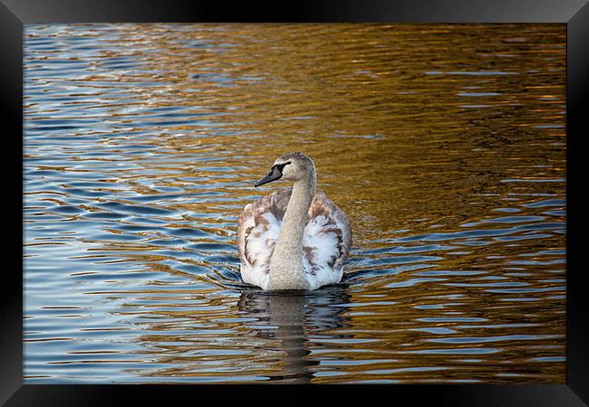 Young swan on golden pond Framed Print by anna collins