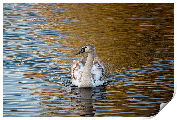 Young swan on golden pond Print by anna collins