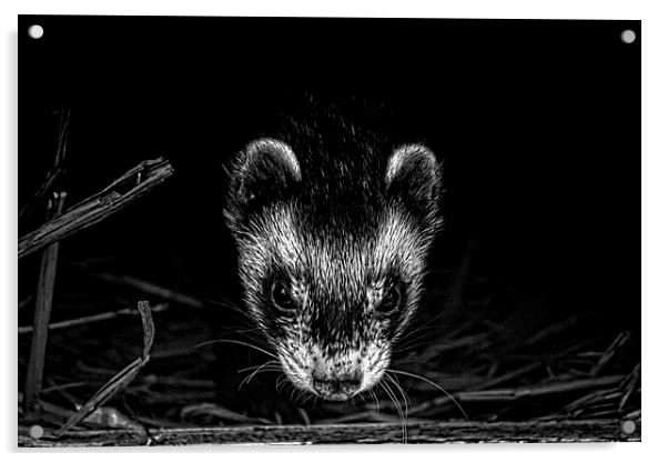 Ferret peeks out Acrylic by anna collins