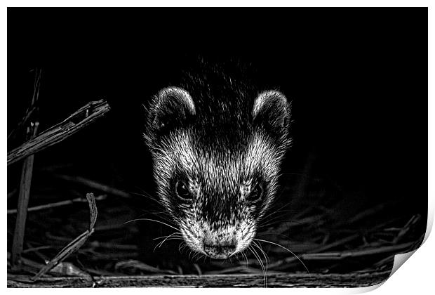 Ferret peeks out Print by anna collins
