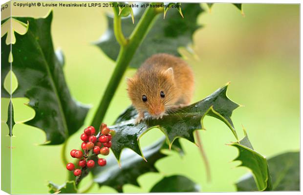 Harvest mouse on Holly at Christmas Canvas Print by Louise Heusinkveld