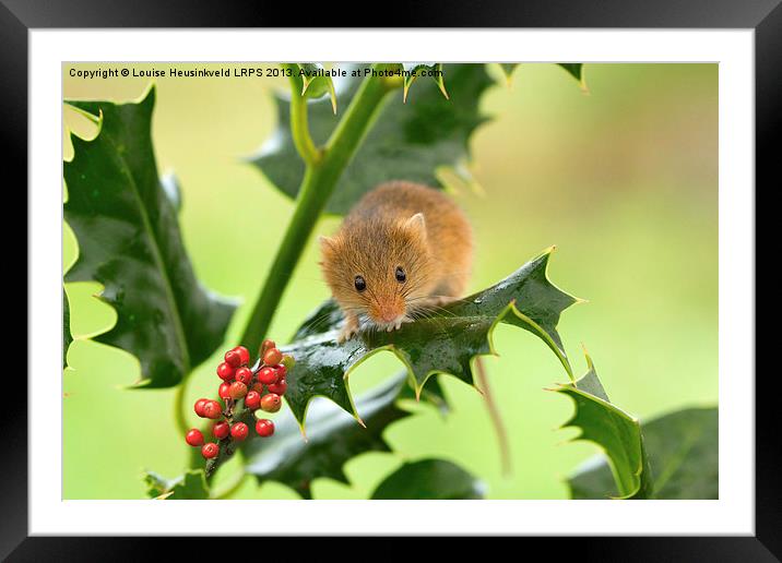 Harvest mouse on Holly at Christmas Framed Mounted Print by Louise Heusinkveld