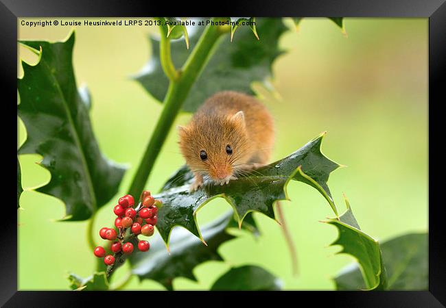 Harvest mouse on Holly at Christmas Framed Print by Louise Heusinkveld