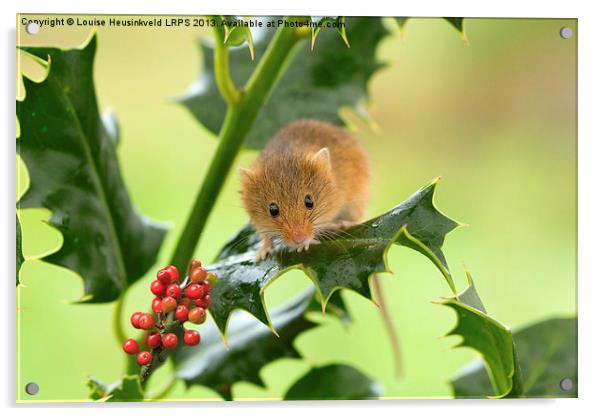 Harvest mouse on Holly at Christmas Acrylic by Louise Heusinkveld