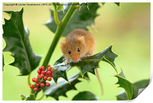 Harvest mouse on Holly at Christmas Print by Louise Heusinkveld