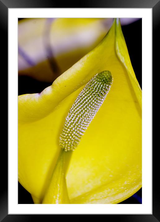 Yellow Framed Mounted Print by Darren Smith