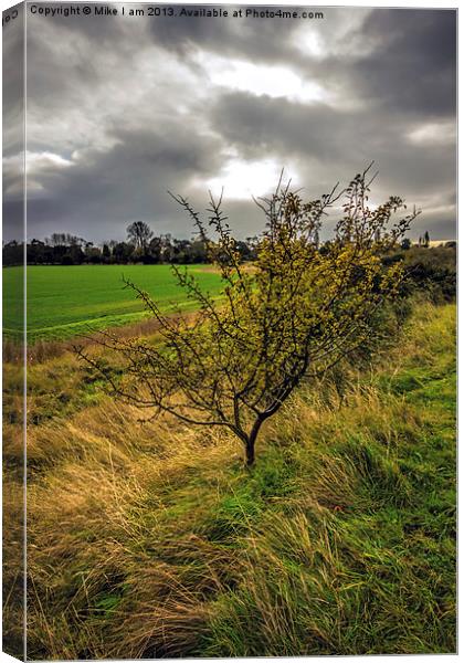 The Trees Canvas Print by Thanet Photos
