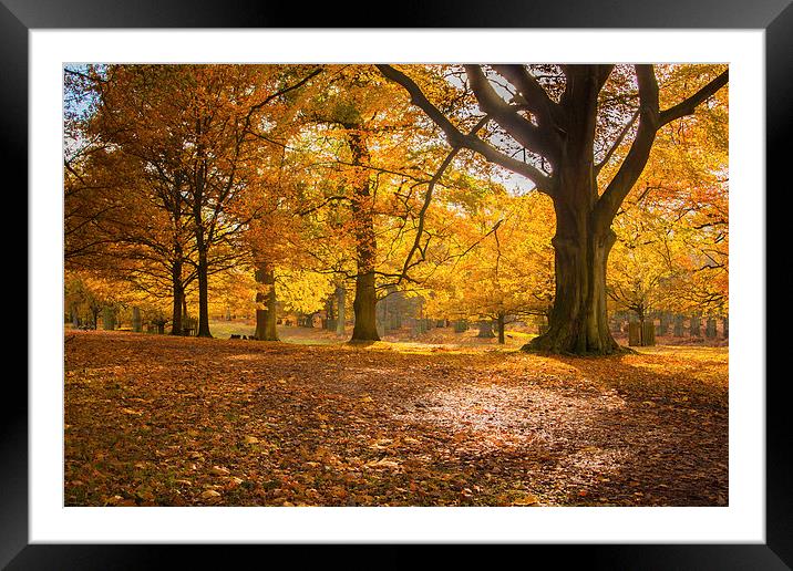Autumn Glory Framed Mounted Print by Sean Wareing