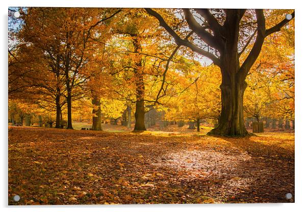 Autumn Glory Acrylic by Sean Wareing